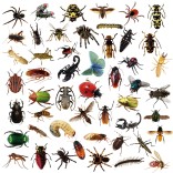 50 stuk transparant insect Cartoon stickers voor kinderen en volwassenen Beloningsstickers Journal Laptop Telefoon Stickers