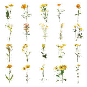 40 stuk vigour bloem Transparant stickers voor kinderen en volwassenen Beloningsstickers Journal Laptop Telefoon Stickers